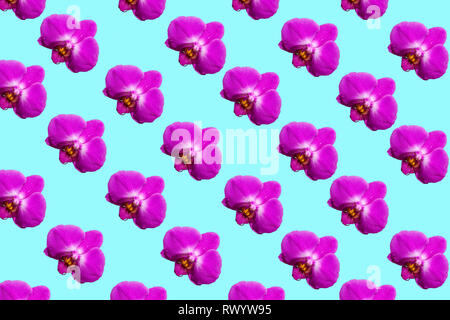 Purple orchid flowers isolated on pastel background. Tropical floral pattern. Flat lay Stock Photo