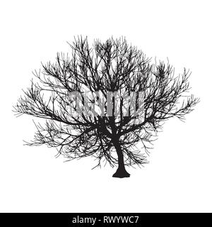Black dry tree winter or autumn silhouette on white background. Vector eps10 illustration Stock Vector