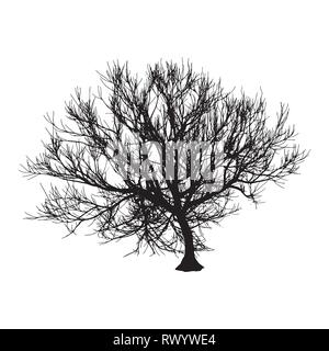 Black dry tree winter or autumn silhouette on white background. Vector eps10 illustration Stock Vector