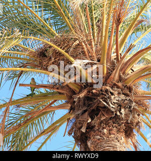 Bird's nest in beach palm. Quaker parrots / Monk parakeet (Myiopsitta monachus), Barcelona Stock Photo