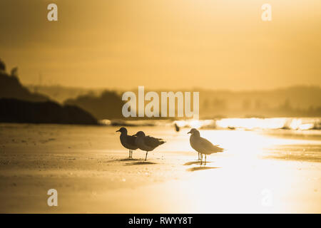 Birds at the beach of Byron Bay Stock Photo