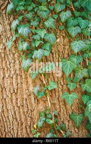Common ivy (Hedera helix) on a stone wall Stock Photo - Alamy