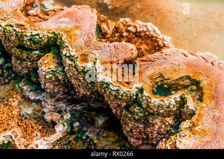 Detail photo, hot spring with orange mineral deposits and algae, Palette Springs, Upper Terraces, Mammoth Hot Springs Detail photo, hot spring with orange mineral deposits and algae, Palette Springs, Upper Terraces, Mammoth Hot Springs