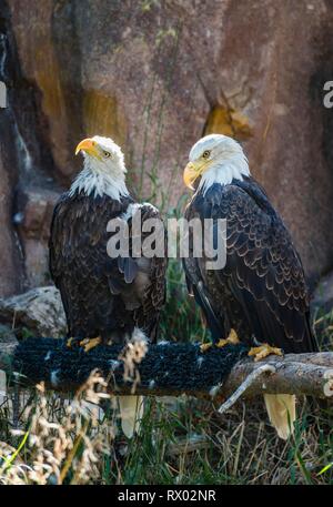 Two Bald eagle (Haliaeetus leucocephalus) sitting on a branch, Grizzly and Wolf Discovery Center, Wildlife Park, Wyoming, USA Stock Photo