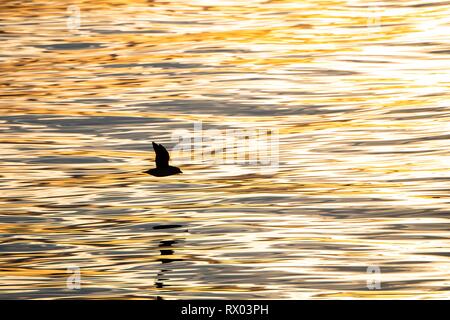 Northern fulmar (Fulmarus glacialis) in flight, Spitsbergen, Svalbard, Norway Stock Photo