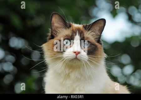 Ragdoll, cat, seal bicolor point, tomcat, animal portrait, Austria Stock Photo
