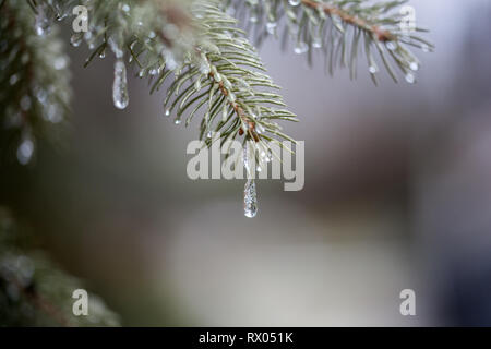 Melting Snow Drips on a Branch in Winter Season Stock Photo