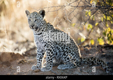 A leopard cub in golden light. Stock Photo