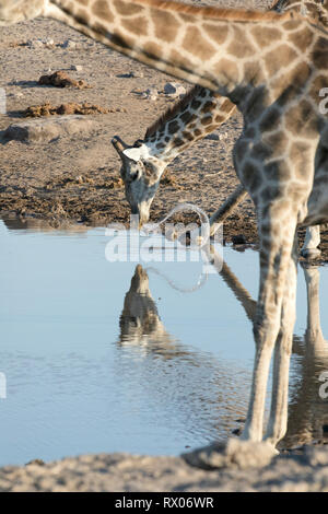 A Giraffe drinking at a water hole in Etosha national Park, Namibia. Stock Photo