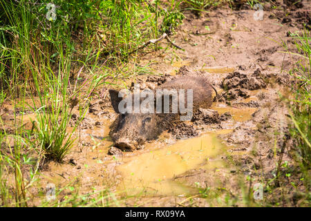 Wild boar. Yala National Park. Sri Lanka. Stock Photo