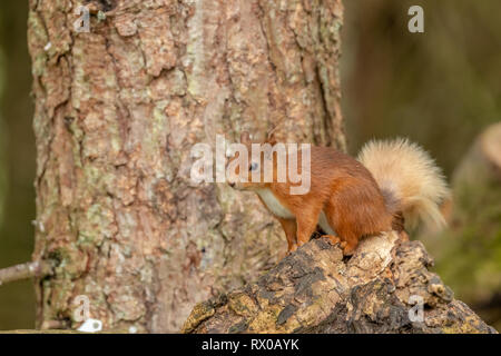 Red squirrel  (Sciurus vulgaris) sat in a tree close up/ Stock Photo