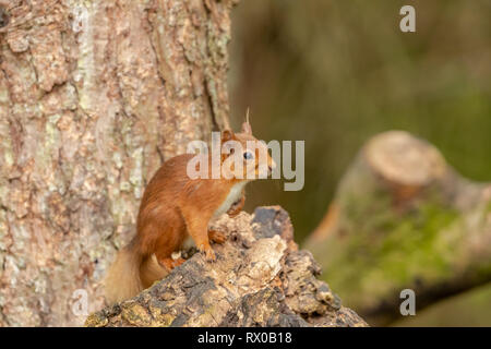 Red squirrel  (Sciurus vulgaris) sat in a tree close up/ Stock Photo
