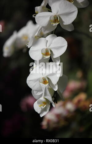 Beautiful, stunning moth orchid, 蝴蝶兰属, hu die lan shu, Polychilos, Doritis, Synadena, Stauroglottis, Polystylus, Stauritis, Ornithochilus, Hygrochilus. Stock Photo