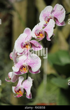 Beautiful, stunning moth orchid, 蝴蝶兰属, hu die lan shu, Polychilos, Doritis, Synadena, Stauroglottis, Polystylus, Stauritis, Ornithochilus, Hygrochilus. Stock Photo