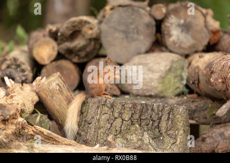 Red squirrel  (Sciurus vulgaris) on a pile of logs in woodland Stock Photo