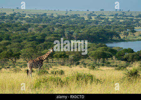 Rothschild's giraffe at the Nile River, Giraffa camelopardus rothschildi, Murchison Falls National Park, Uganda Stock Photo