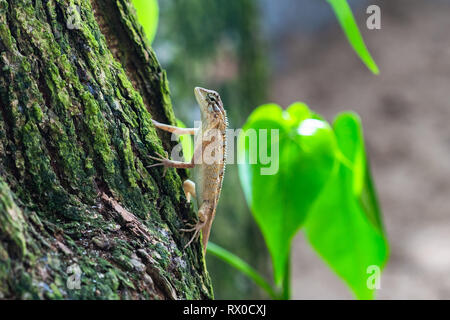 Common garden lizard. Sri Lanka. Stock Photo