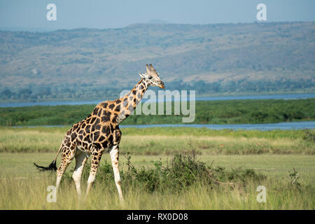 Rothschild's giraffe at the Nile River, Giraffa camelopardus rothschildi, Murchison Falls National Park, Uganda Stock Photo