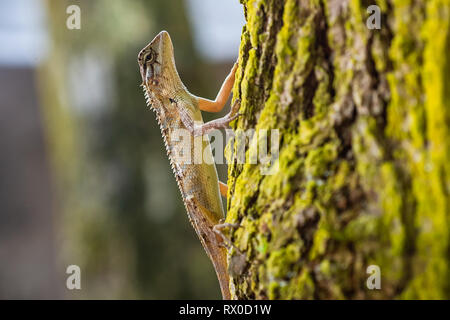 Common garden lizard. Sri Lanka. Stock Photo