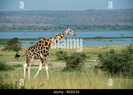 Rothschild's giraffe at the Nile River, Giraffa camelopardus rothschildi, Murchison Falls National Park, Uganda Stock Photo