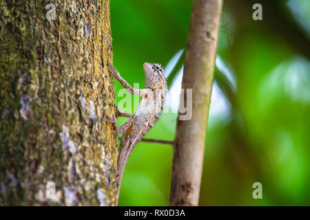 Common garden lizard. Sri Lanka. Stock Photo