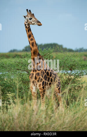 Rothschild's giraffe, Giraffa camelopardus rothschildi, Murchison Falls National Park, Uganda Stock Photo