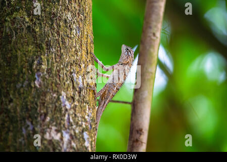 Common garden lizard. Sri Lanka. Stock Photo