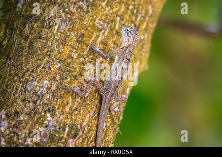 Common garden lizard. Sri Lanka. Stock Photo