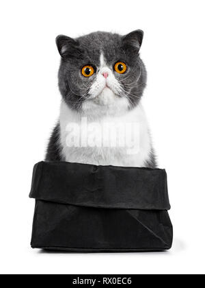 Blue with white young Exotic Shorthair cat, sitting facing front in black paper bag. Looking to lens with amazing round orange eyes. Isolated on white Stock Photo
