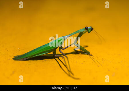 Mantis. Sri Lanka. Stock Photo