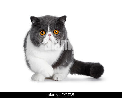 Cat, exotic shorthair, angry-looking face, front view, gaming logo, white  background