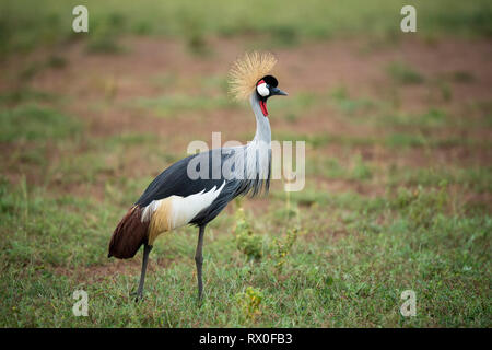 Grey crowned crane, Balearica regulorum, Murchison Falls National Park, Uganda Stock Photo