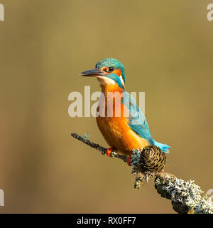 A male kingfisher (Alcedo atthis) perched on a branch in the sun Stock Photo