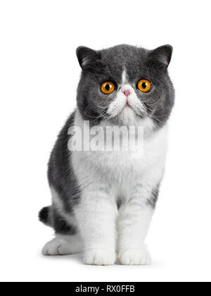 Cute blue with white young Exotic Shorthair cat, standing facing front. Looking curious straight into lens with amazing round orange eyes. Isolated on Stock Photo