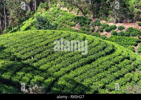 Tea plantation near Haputale. Sri Lanka. Stock Photo