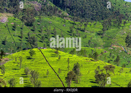 Tea plantation near Haputale. Sri Lanka. Stock Photo