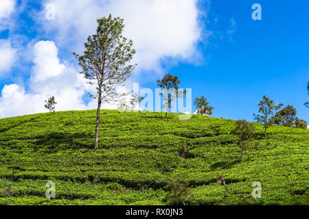 Tea plantation near Haputale. Sri Lanka. Stock Photo