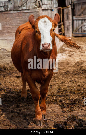 Young hereford limousin cross bred calve in the barnyard. Stock Photo