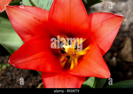 Close up of the red tulip, so you can see the pistil and stamens Stock Photo