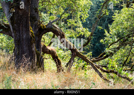 41,495.06684 closeup close up Oregon White Oak 400 years old, sun backlighting tree trunk drooping branches summer ancient old growth Quercus garryana Stock Photo