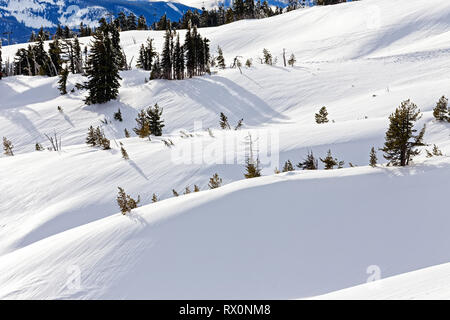 43,489.03996 -- Snowy winter mountain hillside landscape with ice on conifer pine trees tree line timberline, fresh snow with ripple marks striations Stock Photo