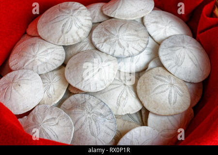 43,503.04155 -- Closeup dozens dead cleaned Eccentric Sand dollars (Dendraster ecentricus, Dendrasteridae, 1.9 inch diameter), red cloth background Stock Photo