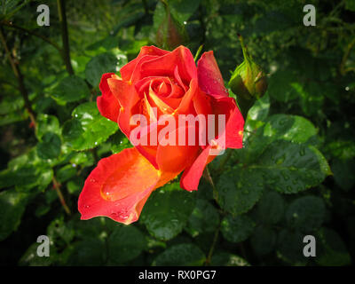 Beautiful red rose with dew drops in the garden on a sunny day. Ideal for background greeting cards Stock Photo