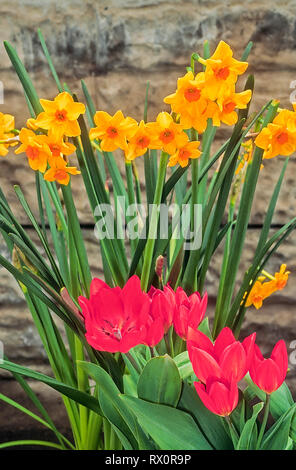 Group of Tulipa praestans 'Fusilier' against background of Narcissus 'Martinette' in border against a wall Stock Photo