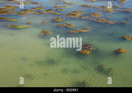 Seaweed in shallow water at the entrance to the harbour at low water: Saint-Vaast-la-Hougue, Normandy, France Stock Photo