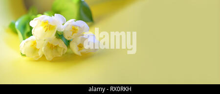 Spring white tulip flower close-up in soft lighting on pastel yellow background. Selective focus. Soft and gentle tulip flower. Concept gift for Valentine's day, birthday, 8 March. Happy Easter card. Stock Photo