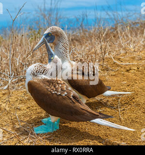 Square photograph of blue footed boobies during their mating dance on Espanola Island, Galapagos Islands National Park, Pacific Ocean, Ecuador. Stock Photo