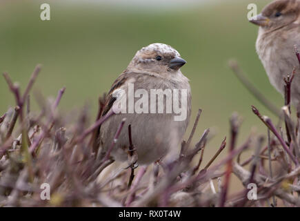 House Sparrow, Passer domesticus, single adult female, with white feathers on head, perching in shrub. Taken March, Welney, Norfolk. Stock Photo