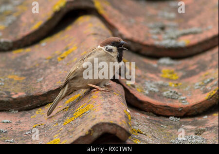 Tree Sparrow, Passer montanus, single adult singing on roof. Taken June,  Bempton, Yorkshire, UK. Stock Photo