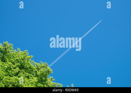 A tree crown and long trail of jet plane on blue sky. Stock Photo